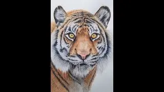 How to Paint a Tiger in Watercolor