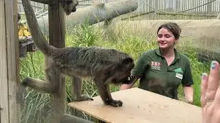 Monkey Feeding at Wingham Wildlife Park