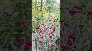 Сказочный сад.ЦВЕТЫ