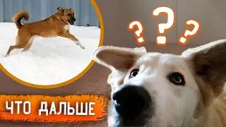 Как осваиваются Линда, Тедди и Проша на передержке.