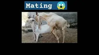 Goat mating❤️ 