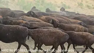 Гиссарские овцы и аборигенные САО Таджикистана из отары Ходжи Наима в Шохамбары