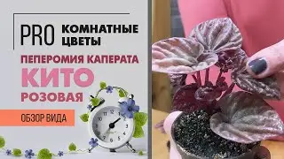 Пеперомия розовая Каперата Кито | Комнатное растение с красивыми листьями