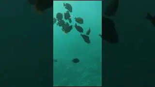 Hurghada, Egypt. Экскурсии на Батискафе в Хургаде 2