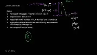 Action potential and synaptic transmission