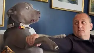 Funny Dog and Human That will Brighten Up Your Day 😍