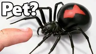 I Got a Pet Black Widow (yes, really)