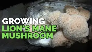 How to Grow Lions Mane Mushrooms (Recipe Included!)