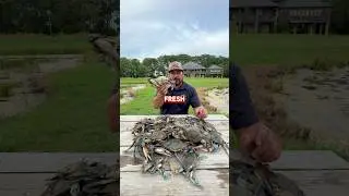🦀You Ship Crabs In The Mail?!