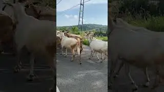 BEYKOZ’DA KEÇİLER
