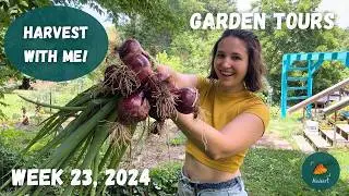 Massive harvest coming despite my poisoned soil | Garden Tour WEEK 23, 2024