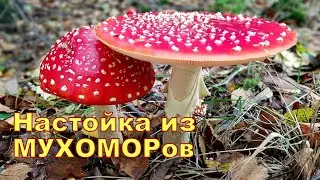 НАСТОЙКА из МУХОМОРА за 30-ть дней ДЛЯ НАРУЖНОГО ПРИМЕНЕНИЯ!