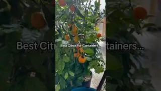 Tiny Citrus, Huge Surprise! Grow Your Own Mini Citrus Garden Indoors!