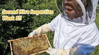 Second Hive Inspection - Beginner Beekeepers - Episode 3 - Reading the Frames