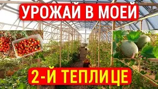 Арбузы и дыни в Псковской области. Что растёт в моей 2-й большой теплице? Каркас для подвязки, щепа.