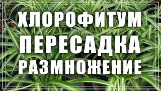 Хлорофитум пересадка. Как пересадить и размножить хлорофитум