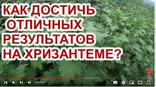 КАК ДОСТИЧЬ ОТЛИЧНЫХ РЕЗУЛЬТАТОВ НА ХРИЗАНТЕМЕ?
