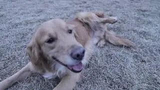 Pipisini Gösteren Köpek Heki