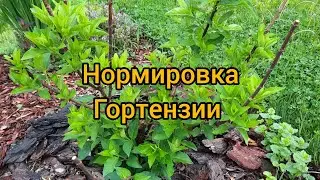 Нормировка метельчатой #гортензии #гортензия #метельчатаягортензия #пантиксад #обрезкагортензии