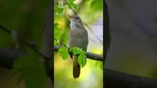 WONDERFUL NIGHTINGALE CHIRPS | RELAXING NATURE SOUNDS | BEAUTIFUL BIRD SONGS | STRESS RELIEF | 4K