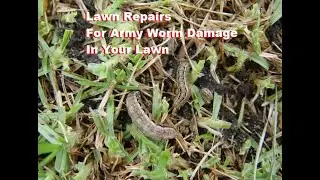 [Lawn Repairs] For Army Worm Damage In Lawn