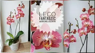 Phal. Leco Fantastic с мутацией рисунка (фаленопсис Леко Фантистик Leko).