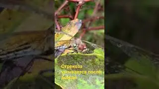 СТРЕКОЗА УМЫВАЕТСЯ🌿🐛💦🌿🪲 