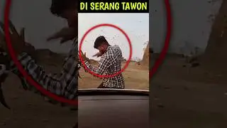 Di Serang Ribuan Tawon