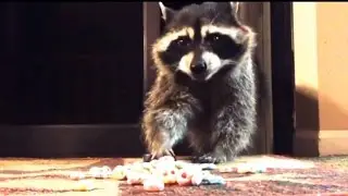 Top 5 Best Video with a raccoon. Funny raccoon!