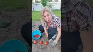 Полить, вовремя .