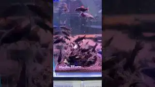 У кого в аквариуме живут коридорасы❓И какие❓ #аквариум #aquarium #fishtank #fish #mashabloom