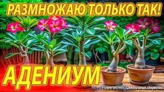 АДЕНИУМ РАЗМНОЖАЮ ТОЛЬКО ТАК! РЕЗУЛЬТАТ ПОРАЖАЕТ! БЫСТРО, ЭФФЕКТИВНО И ЛЕГКО!