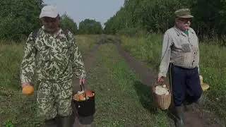 Белый гриб /боровик/ красноголовик/подберезовик/обабок/подосиновик - Грибное эльдорадо август 2020