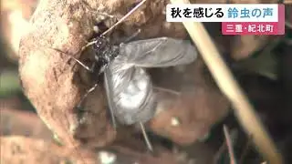 一足早い秋の訪れ感じさせる…三重県紀北町の公民館で『鈴虫』が鳴き始める 譲り受けたものなど約200匹飼育