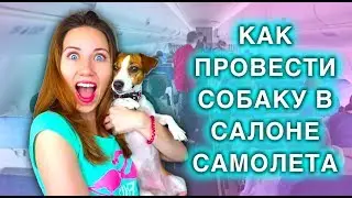 Собака в салоне самолета. Как провести собаку в самолете? Elli Di.