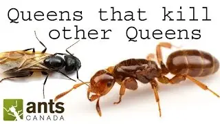What is a Social Parasite Ant?