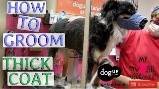 How to groom a dog with thick coat NO LINES