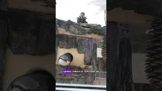 Птицы НЕ ПОДЕЛИЛИ Скворечник 