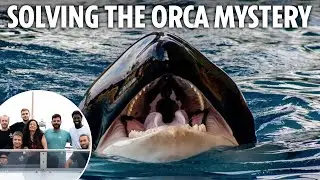 I joined Orca team searching for White Gladis to solve mystery of why her pod are smashing yachts