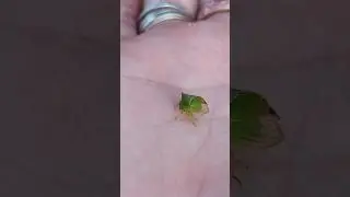 Инопланетяне? Нет, Бодушка бизонья (Stictocephala bisonia)