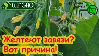 ЭТО УДОБРЕНИЕ ЛЕГКО ОСТАВИТ ВАС БЕЗ УРОЖАЯ! Вся правда о МИКОРИЗЕ.