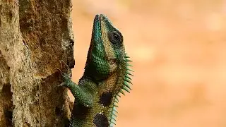 Wow beautiful Lizard