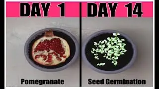 How to Grow POMEGRANATE from Seeds 2 EASY Ways