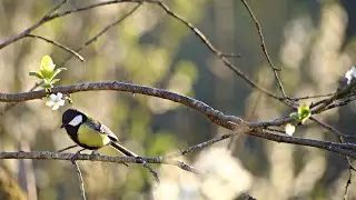 [AUDIO] - Concert d'oiseaux matinal  - Avril 2020