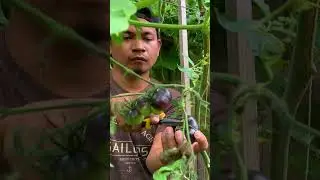 August ASMR Backyard Garden Harvest. This was a big one!🧡