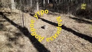 Доброе утро Маркиза!