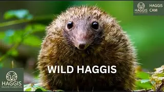 The Enchanting World Of Wild Scottish Haggis Animals