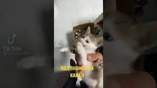 БРОСИЛИ МАЛЕНЬКОГО КОТЁНКА