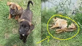They were scared when their mom passed out, they didn't know what to do but cried