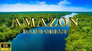 Amazon Rainforest | World's Largest Tropical Forest | 8K Ultra HD